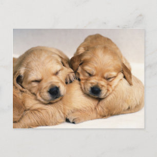 Carte Postale Animaux, Marionnettes mignonnes