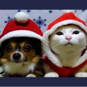 Carte Postale Animaux Mignons