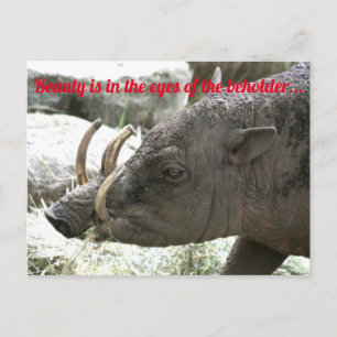 Carte Postale Animaux moches, Babirusa