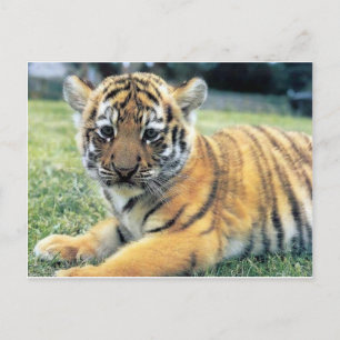Carte Postale Animaux sauvages