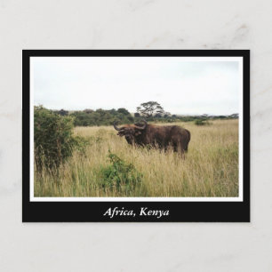 Carte Postale Animaux sauvages Afrique Kenya