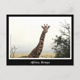 Carte Postale Animaux sauvages Afrique Kenya