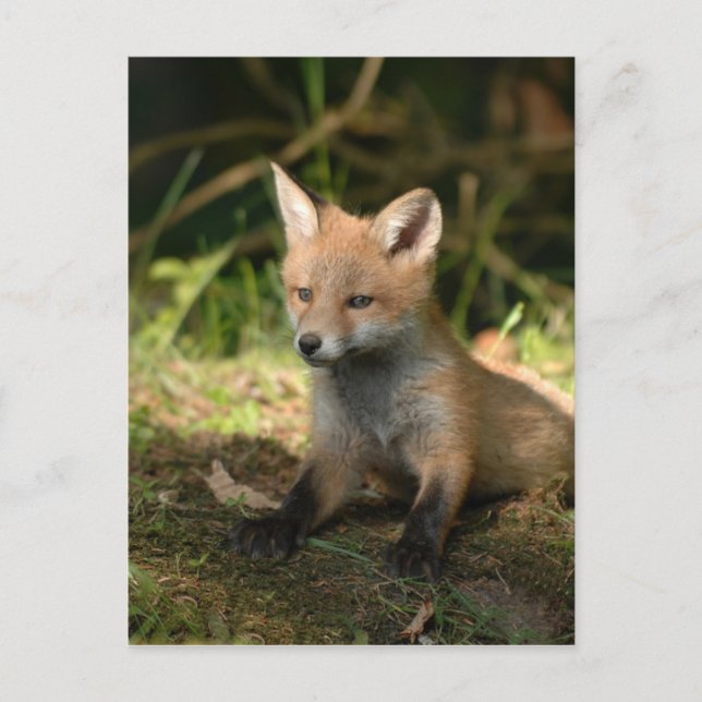 Carte Postale Animaux sauvages de Fox Wildlife (Devant)