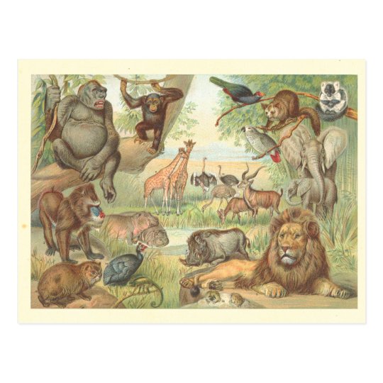 Carte Postale Animaux Sauvages De L Afrique Zazzle Fr