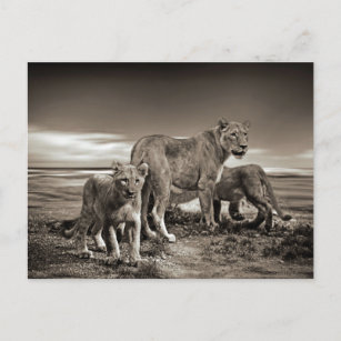 Lion Noir Blanc Cartes postales Pas de quantit minimum Zazzle FR