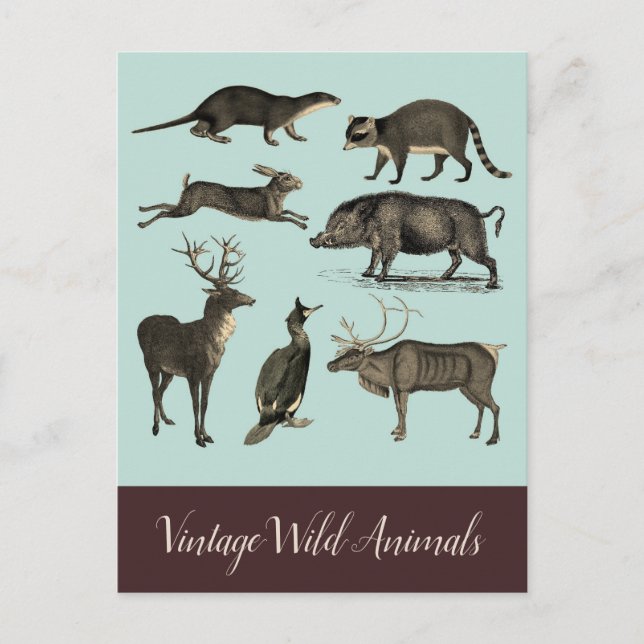 Carte postale Animaux sauvages vintages (Devant)