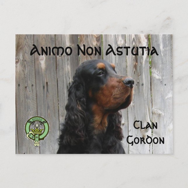 Carte postale Animo Non Astutia, Gordon Setter (Devant)