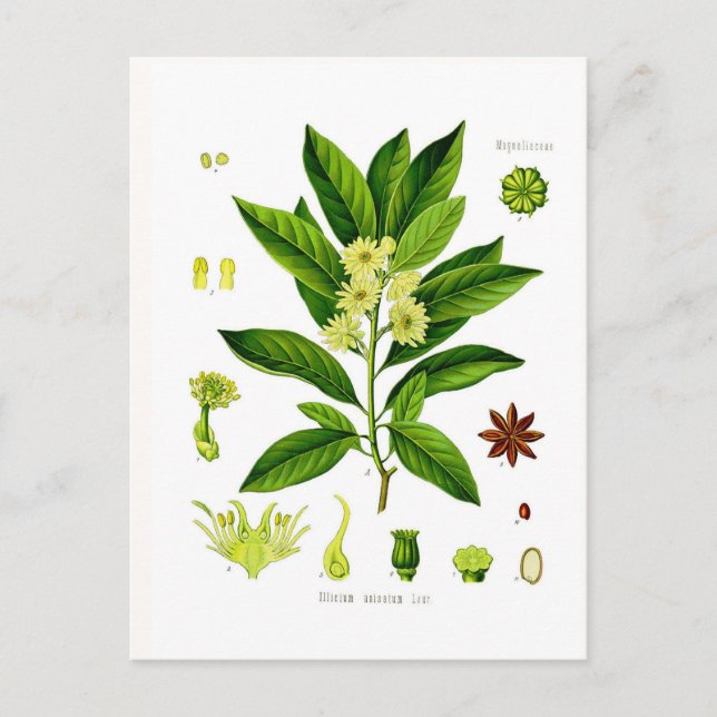 Carte Postale Anis d'étoile (Devant)