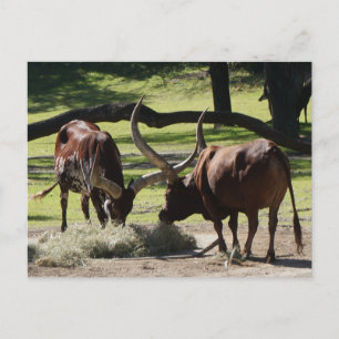 Carte postale Ankole Cattle #2-2