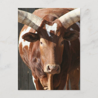 Carte Postale Ankole-Watusi Steer With Huge Horns
