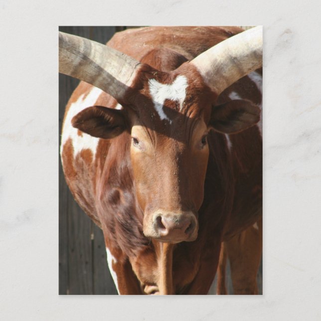 Carte Postale Ankole-Watusi Steer With Huge Horns (Devant)