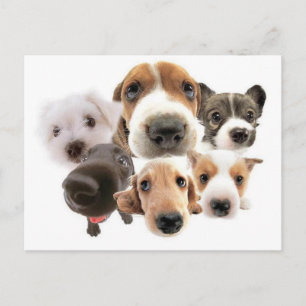 Carte Postale Ann Landers Cite Les Chiens