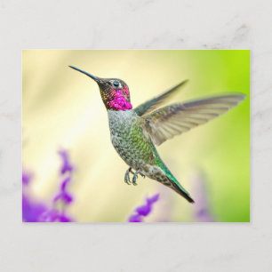 Carte Postale Anna's Hummingbird in Flight