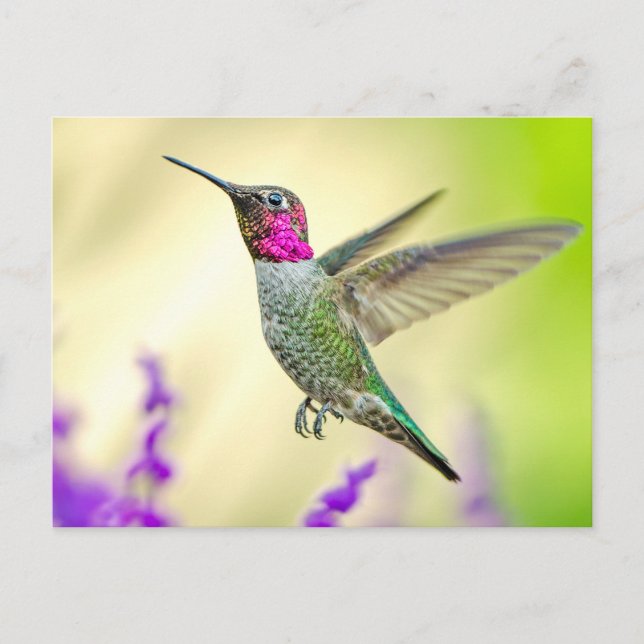 Carte Postale Anna's Hummingbird in Flight (Devant)
