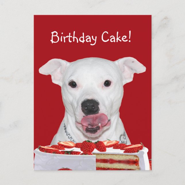 Carte Postale Anniversaire de Pit Bull Terrier (Devant)