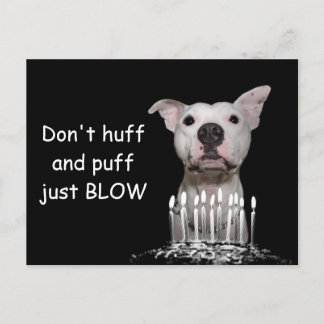 Carte Postale Anniversaire de Pitbull blanc
