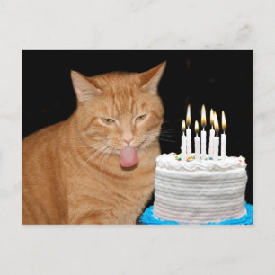 Carte Postale Anniversaire drôle de chat