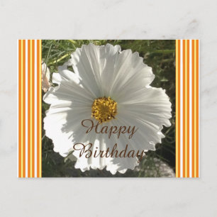 Carte postale Anniversaire Fleur Cosmos Blanc