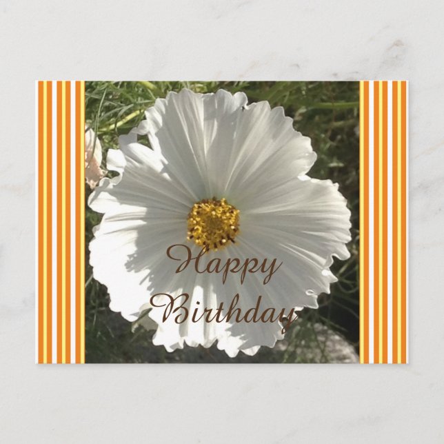 Carte postale Anniversaire Fleur Cosmos Blanc (Devant)