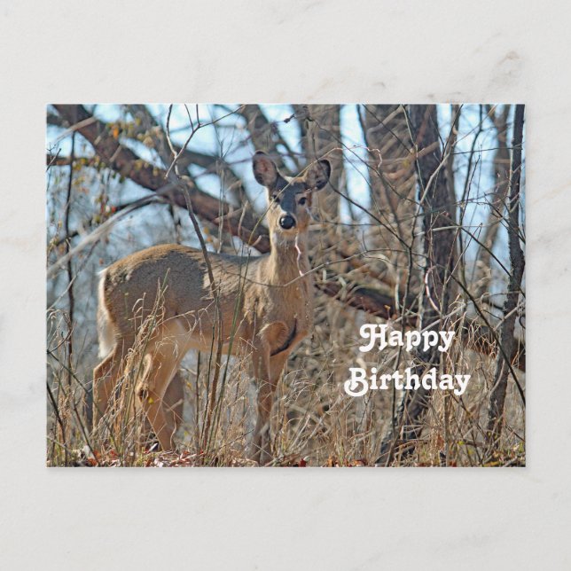 Carte Postale Anniversaire photo de Wildlife Deer Woods (Devant)