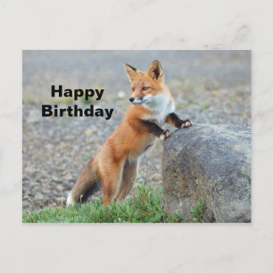 Carte Postale Anniversaire Renard Rouge Debout