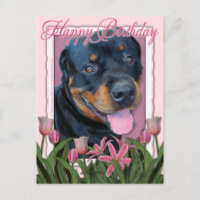 Anniversaire - Tulipes roses - Rottweiler - Harley