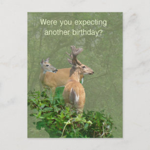 Carte Postale Anniversaire Whitetail Deer Buck & Doe