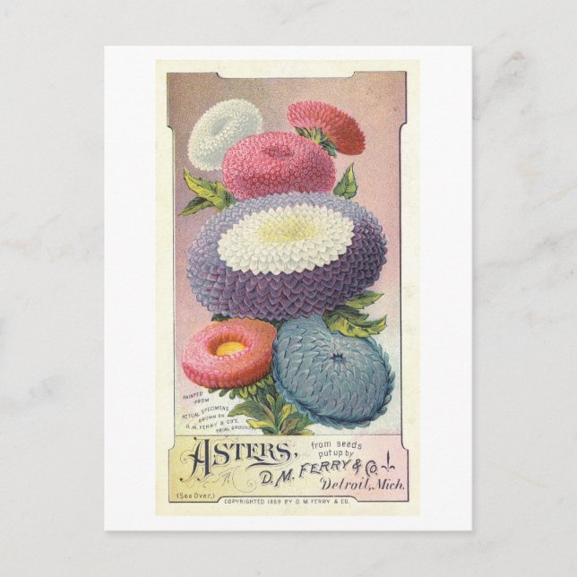Carte Postale Annonce vintage pour Ferry & Co. Asters (Devant)