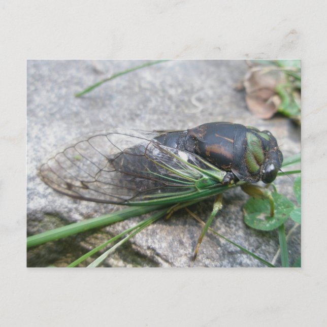 Carte postale annuelle Cicada #1 (Devant)
