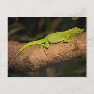 Carte Postale Anole géante jamaïcaine