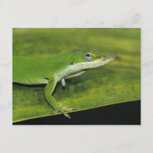 Carte Postale Anolis carolinensis, adulte sur palme