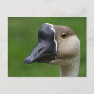 Carte Postale Anser cygnoides f. domestica