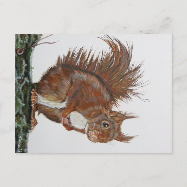 Carte Postale Ansichtkaart Eekhoorn. (Devant)