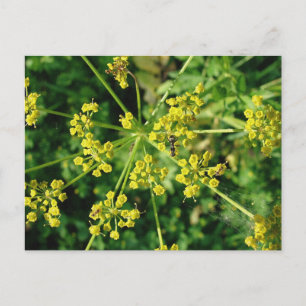 Carte Postale Ant, Web et mauvaise herbe