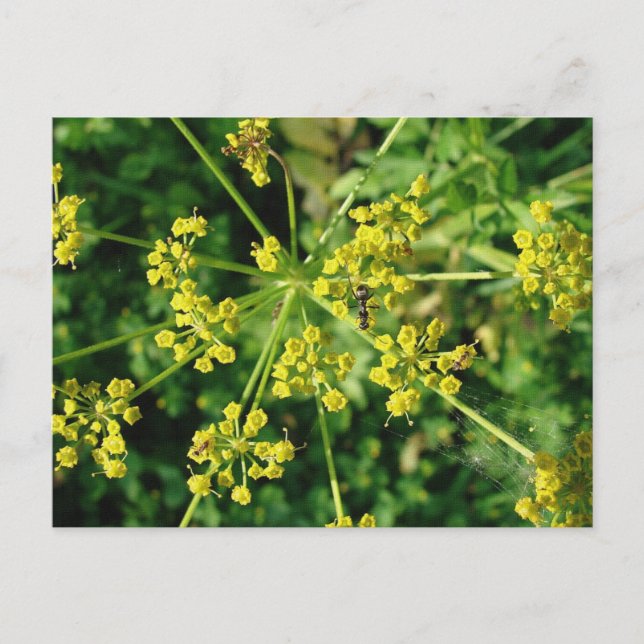 Carte Postale Ant, Web et mauvaise herbe (Devant)