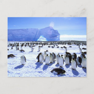 Carte Postale Antarctica, Antarctic Peninsula, Weddell Sea, 5