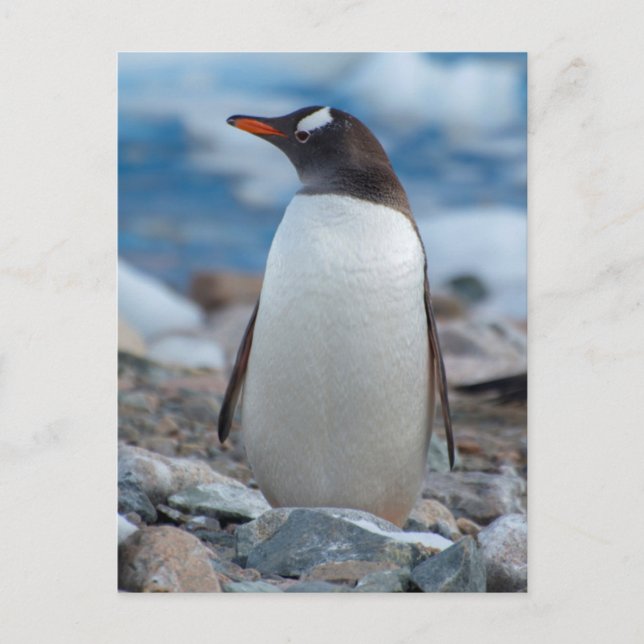 Carte Postale Antarctica. Neko Harbor. Gentoo Penguin (Devant)