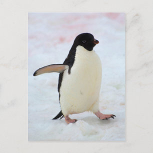 Carte Postale Antarctica. Petermann Island. Adelie penguin