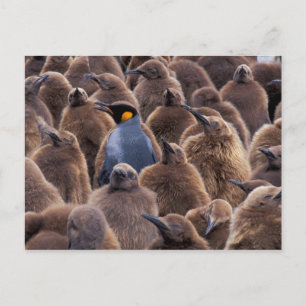 Carte Postale Antarctica, South Georgia Island, King penguins