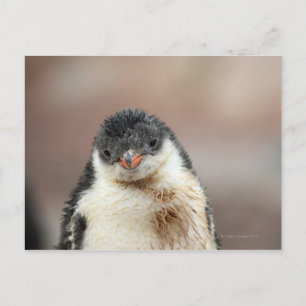 Carte Postale Antarctique