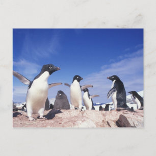 Carte Postale Antarctique, Adelie Penguin Pygoscelis