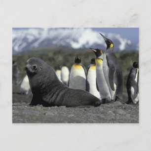 Carte Postale Antarctique, île de Géorgie du Sud. Otarie antarct