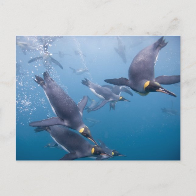 Carte Postale Antarctique, île de Géorgie du Sud (Royaume-Uni),  (Devant)