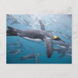 Carte Postale Antarctique, île de Géorgie du Sud Royaume-Uni