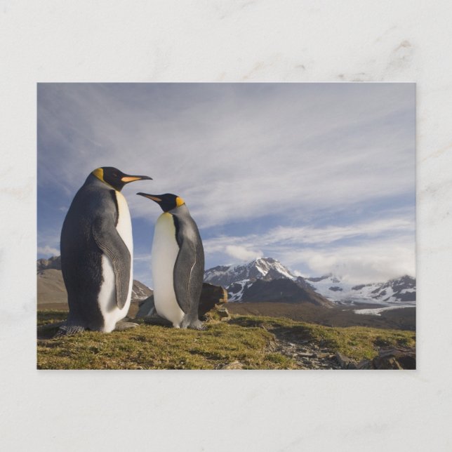 Carte Postale Antarctique, île de Géorgie du Sud (Royaume-Uni),  (Devant)