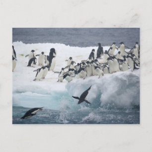 Carte Postale Antarctique, île Paulet. Manchots Adélie