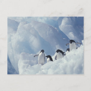 Carte Postale Antarctique. Manchots Adélie