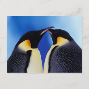 Carte Postale Antarctique, Manchots empereurs