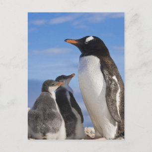 Carte Postale Antarctique, Neko Cove (port). Manchot gentoo 2