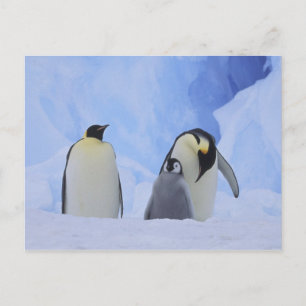 Carte Postale Antarctique. Pingouins empereurs et poussins